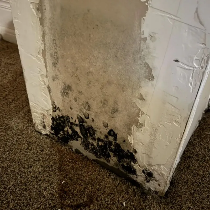 Professional Mold Removal in Loma Rica, CA